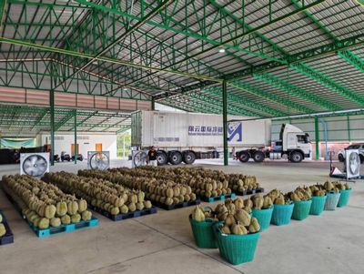 Durian demand propels May border trade