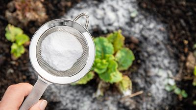 5 ways to use baking soda in your yard — and an extra tip on how to sweeten tomatoes