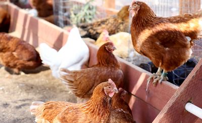 The Backyard Poultry Salmonella Outbreak Is Still Active with 513 Cases — Summer Is Peak Season