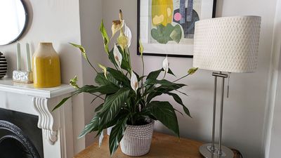 Why are the flowers on my peace lily turning brown? I asked an expert what I should do