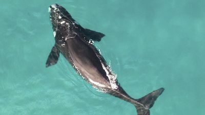 Whale poo may reveal key to survival in warming seas