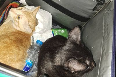 Rider abandons cat 'dumping' job, finds them a home instead