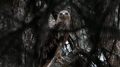 Feliks the eagle back home in Serbia after kidnap and illegal sale ordeal in Middle East