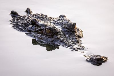 Suspected saltwater crocodile kills dog 660km inland in rare Australian attack