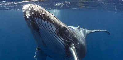 Do whales fart?