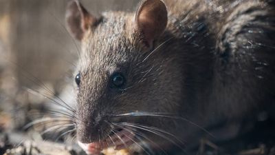 Chicago tenant wakes up at 3am to rats eating his face. He blames landlord, but management says he turned down the perfect resolution multiple times