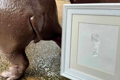 'Moo Deng Tail Print' collectable marks pygmy hippo's second birthday