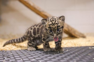 America's AI hunger has reached the Nashville Zoo and its endangered animals may be the ones to pay the price