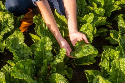9 Vegetables That Grow Better Than Expected in Small Spaces