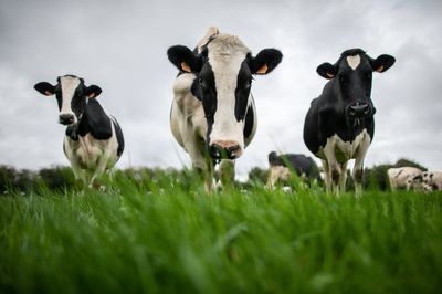 Herd of cows spark major disruption after wandering onto one of the UK’s busiest rail lines