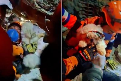 Dog rescued from Venezuela earthquake ruins after being buried under rubble for days
