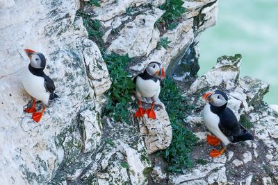 Lundy Island seabird population soars with puffins thriving after rat removal