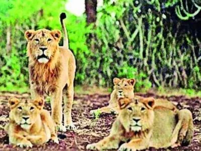 Human-lion conflict: 30 lions captured from forests in Gujarat in one month