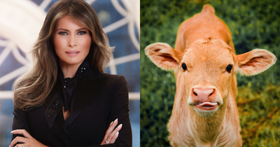 Meet 'Melania': The State Fair Cow Named After the First Lady Complete With the Matching Hair