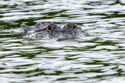 Florida woman swimming in river killed in rare alligator attack at state forest