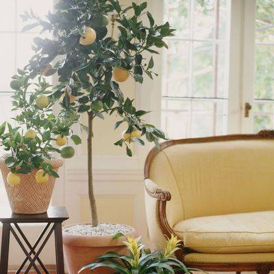 Aldi is selling a range of citrus trees that will make your garden look like a Mediterranean retreat – I can’t believe they’re under £20