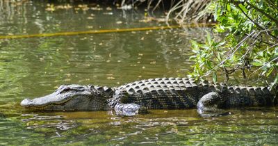 Florida Horror: Woman Killed And Child Mauled As Three Alligator Attacks In Just One Week Spark Safety Fears