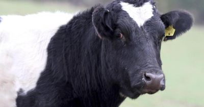 Thousands of passengers delayed after cows block busy railway line