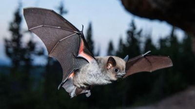 11yo Ontario boy dies from rabies after bat landed on face while asleep, no visible bitemark