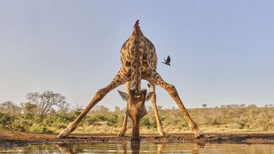 Scientists just discovered giraffes can do something surprisingly close to simple Math