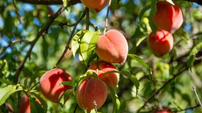3 Things Your Peach Tree Needs in July for Sweeter Fruits and an Even Bigger Summer Harvest