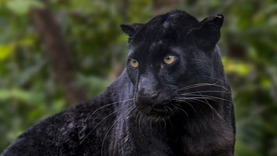 "After hours of intense waiting, the magic happened" – this photographer captured a family of melanistic Indian leopards on camera