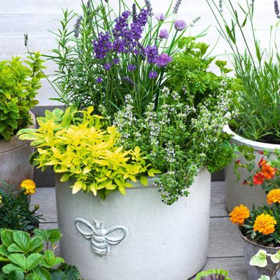 7 low-maintenance container plants that thrive in full sun and hot weather – these resilient varieties cope with heatwaves far better than you'd expect