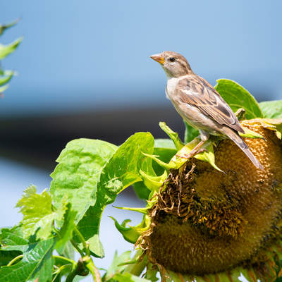 5 gorgeous wildflowers that will attract birds to your garden (and keep them coming back), according to wildlife experts