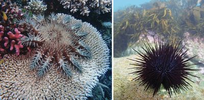 Prickly starfish and urchins are decimating Australia’s reefs. But we could find ways to protect them