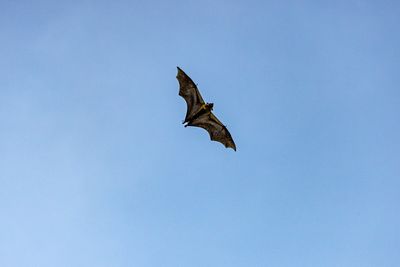 Boy, 11, had no visible wounds but died from rabies transmitted by bat