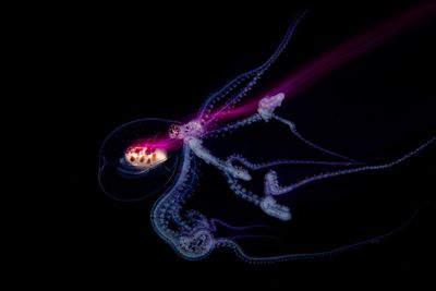 14-year-old underwater photographer scoops top prize in prestigious professional competition – illuminating a world rarely seen with slow shutter speeds