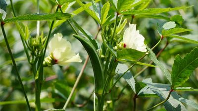 What to Do With Okra in July – 6 Jobs That Guarantee More Pods and Healthier Plants