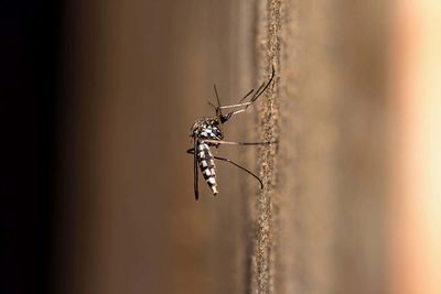 Trendy mosquito repellents protected volunteers for under three minutes – Which?
