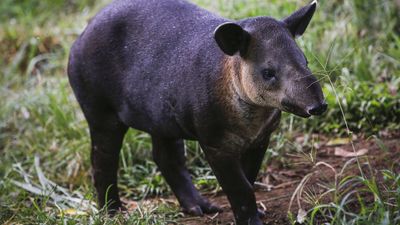 Camera trap footage helps save endangered wildlife species from angry farmers in Honduras
