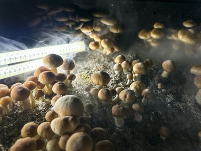 Psilocybin Therapy Could Be FDA-Approved by Early 2027 — Here Is the Realistic Timeline for Patients Waiting Now