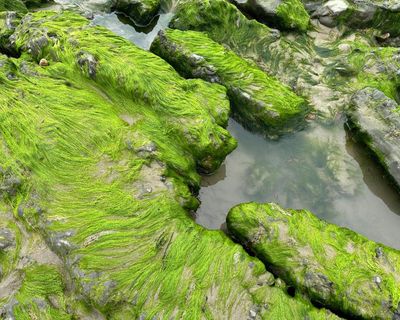 Country diary: A story of water pollution, told in seaweed