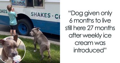 From Rescue Miracles To Emotional Reunions: 25 New Dog Stories Shared By ‘We Rate Dogs’