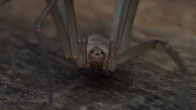 New venomous spider species found in Portugal