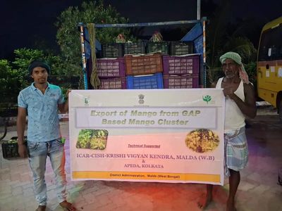 Bengal: Malda mango exports touch 10 tonnes in one week; 100-tonne shipment expected this season