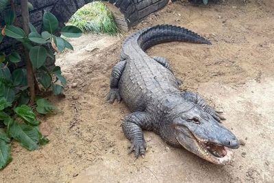 Family of three-year-old injured in crocodile pit give fresh update as they thank rescuers