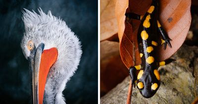 35 Nature Portraits That Celebrate The Beauty, Diversity, And Character Of The Natural World