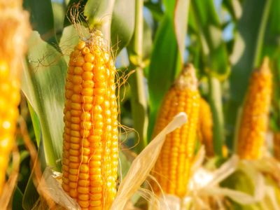 India corn exports set for three-year high on competitive pricing