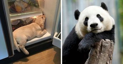 43 Animal Pics Shared By “Cute Emergency” For Your Daily Dose Of Cuteness