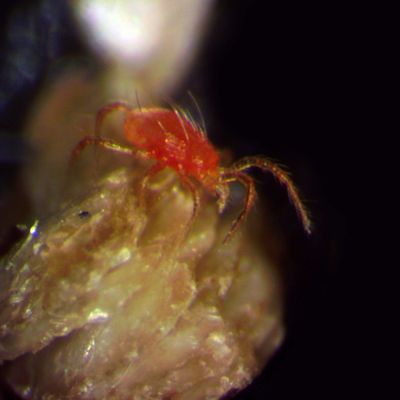 A predator smaller than a grain of rice found in Chile's desert could help farms worldwide fight pests without chemical pesticides