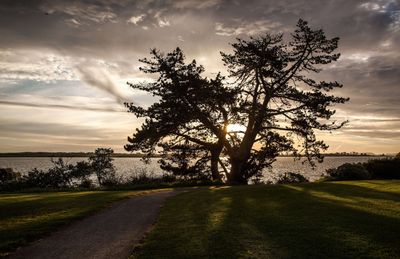 New Zealand in the 1850s planted millions of Monterey pines for timber, but the invasive trees now threaten native mountain landscapes despite costly control efforts