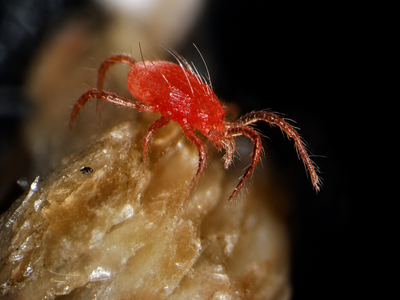 Scientists found a desert-adapted pest-fighting mite that could help protect crops across the world's driest regions