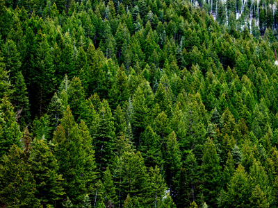 Britain in the 1920s planted millions of Sitka spruce trees for timber, but scientists now say the country's forests support far fewer birds, plants, and insects than native woodlands