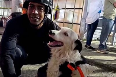 Rescue dog saves 13 Venezuela earthquake victims on final mission