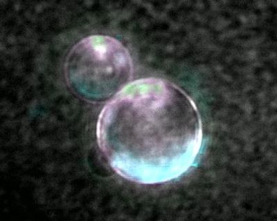 ‘Beautiful blobs’: synthetic life a step closer as scientists make cells using lab-made DNA