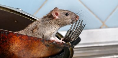 The joy of pests: study reveals why rat catchers are so happy in their work